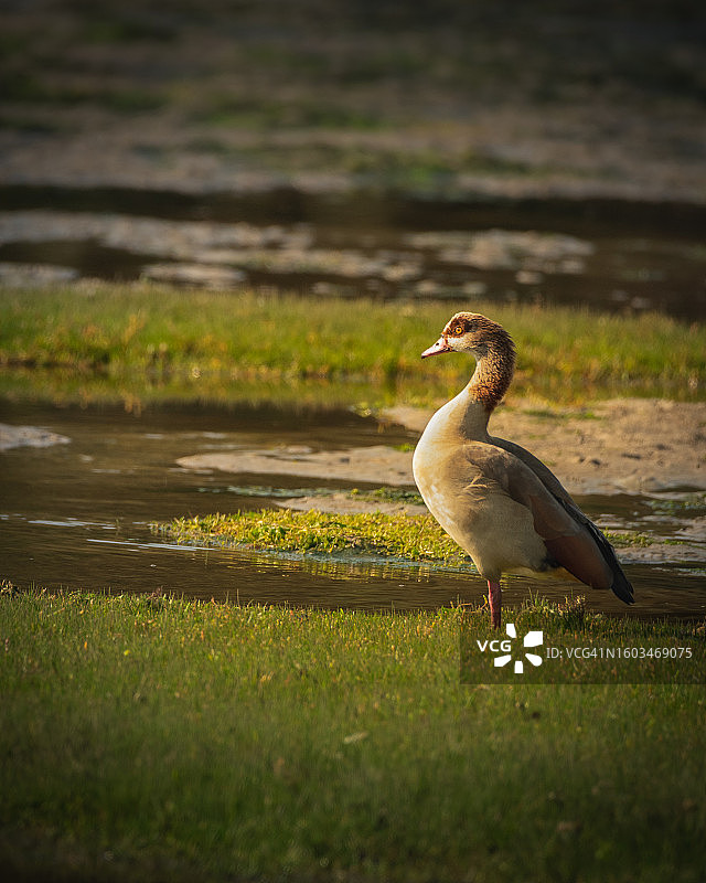 在草地上栖息的埃及鹅的侧视图图片素材