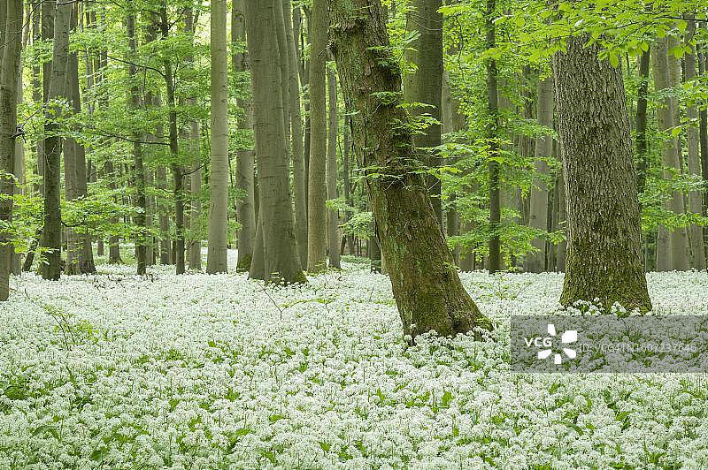 德国图林根州海因尼奇国家公园，有开花拉姆(Allium ursinum)的落叶森林图片素材