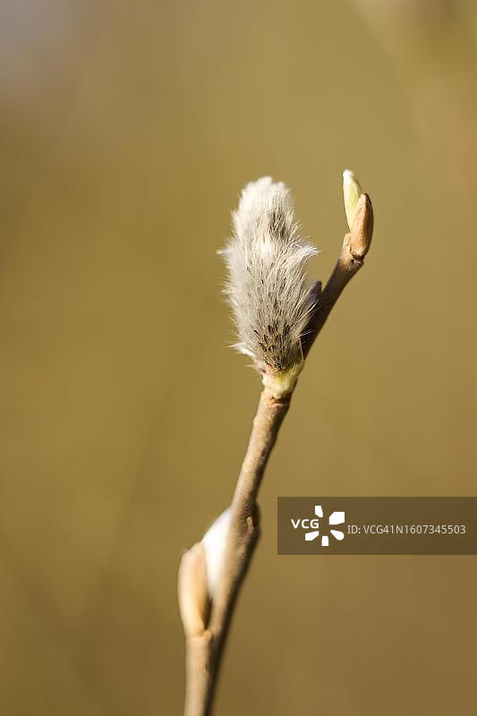 德国巴伐利亚，上普法尔茨，东方白杨(Salix euxina)图片素材