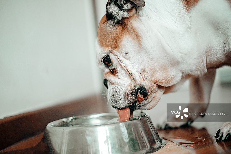 狗从金属碗里喝水的特写图像图片素材