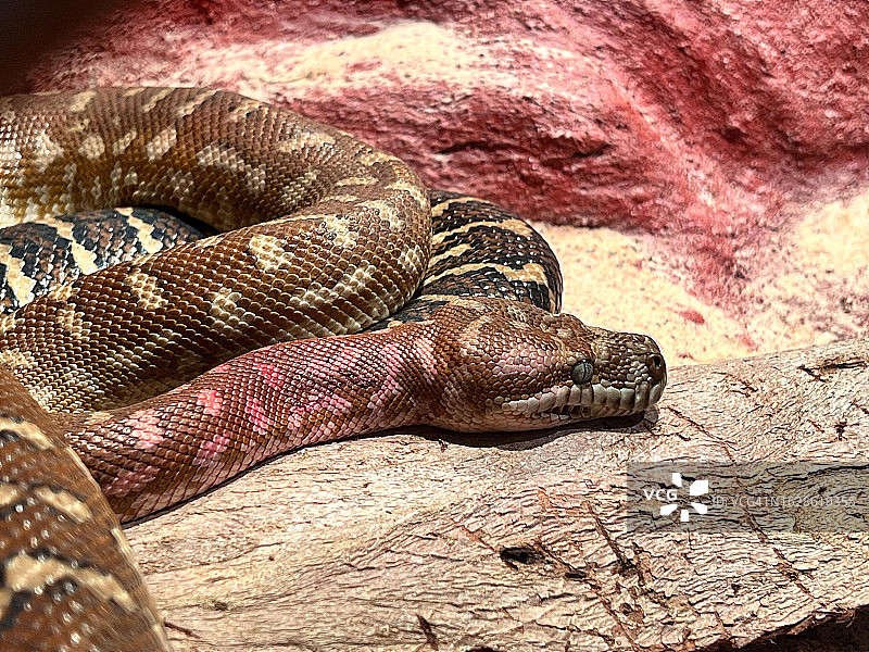 澳大利亚地毯蟒蛇在岩石上放松图片素材
