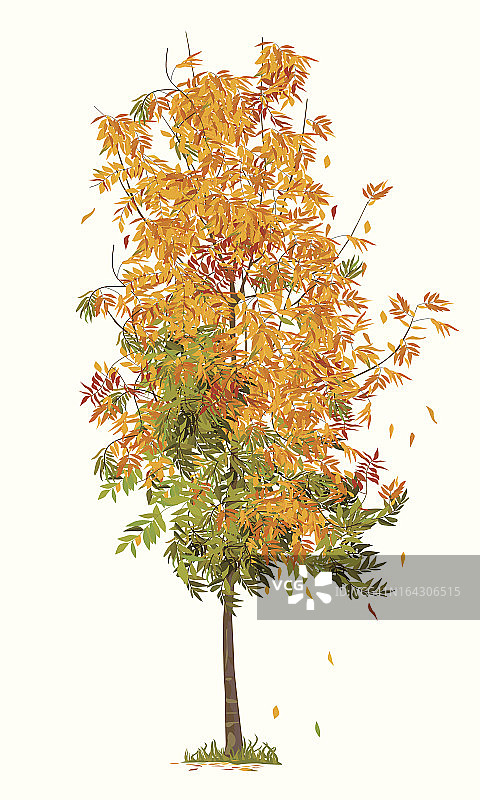 秋天的花楸树图片素材
