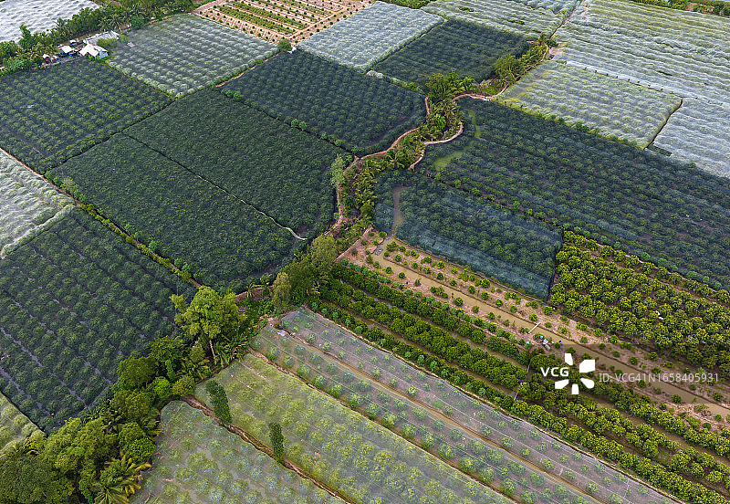 航空摄影摘要:芹苴市谭乐岛梅园，用网覆盖以防止有害昆虫图片素材