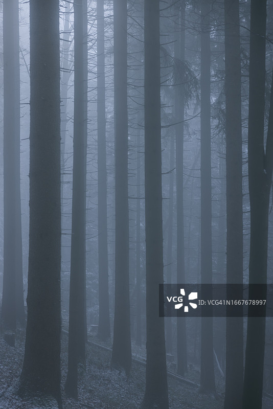 Nebel im Wald图片素材