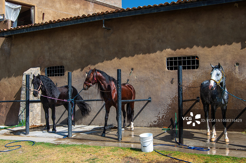 三匹马拴在马厩外面，准备洗刷图片素材