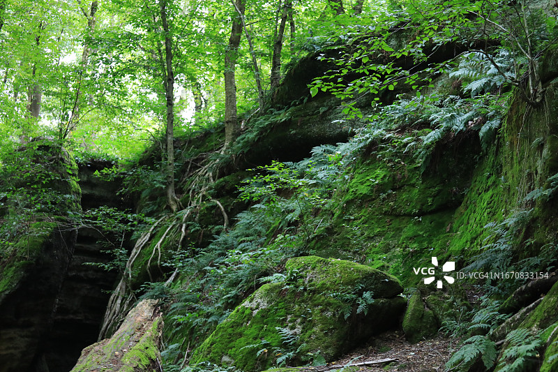 悬崖在茂密的雨林图片素材