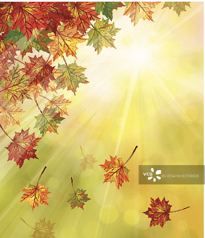 矢量秋叶在阳光充足的背景。图片素材