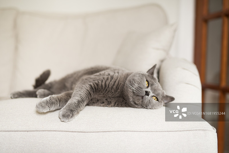 在英国苏格兰爱丁堡的一所房子里，一只放松的英国短毛猫躺在门边的白色沙发上图片素材