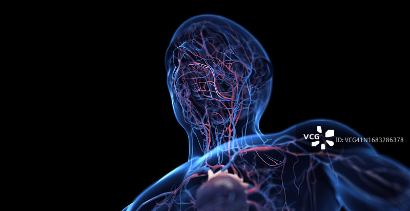 男性心血管系统，插图图片素材