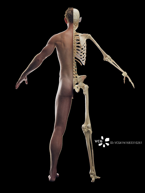 男性骨骼系统，插图图片素材