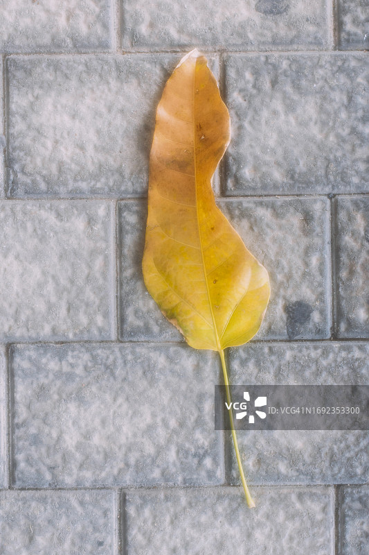 叶子在黄褐色的秋色地面上带有古色古香的灰色纹理图片素材