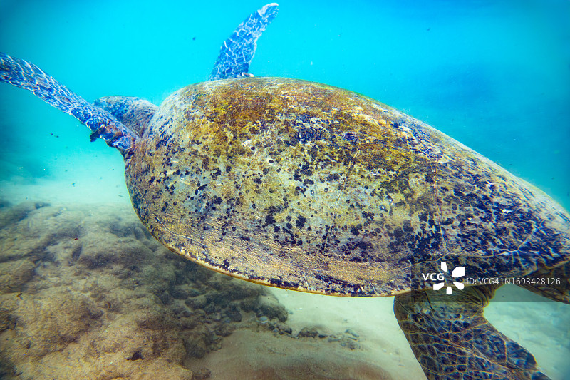 一只绿海龟在海底附近游泳。图片素材