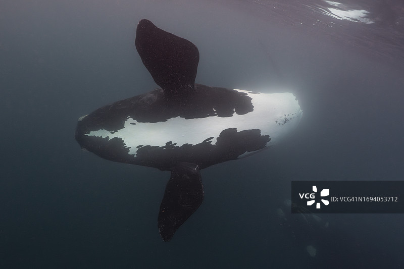 一头南露脊鲸开玩笑地向潜水员亮出它的腹部图片素材