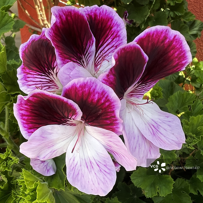紫色和白色的花。图片素材