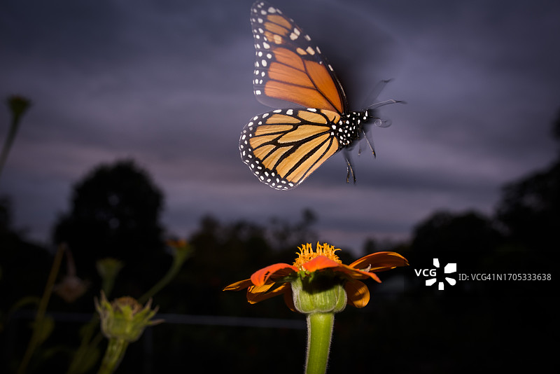 在印第安纳州的花园里，黑脉金斑蝶飞过墨西哥向日葵图片素材