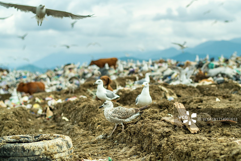 牛，狗和海鸥在垃圾场。环境破坏、大气和水污染以及生态危机观念。图片素材