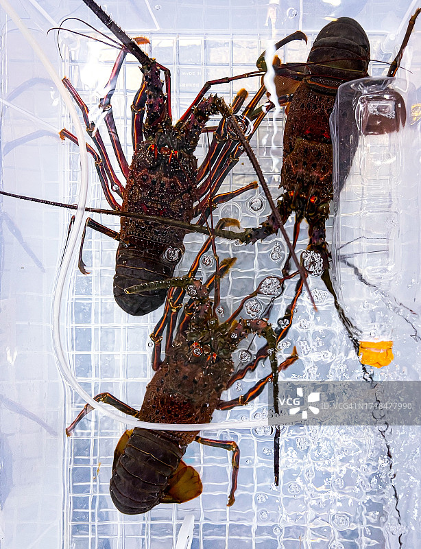 卡玛塔市场的小龙虾图片素材