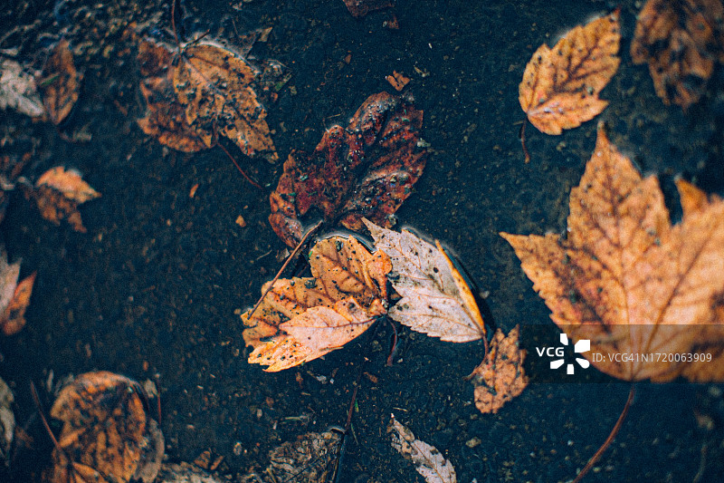 黄色的秋叶落在阴暗潮湿的路上图片素材