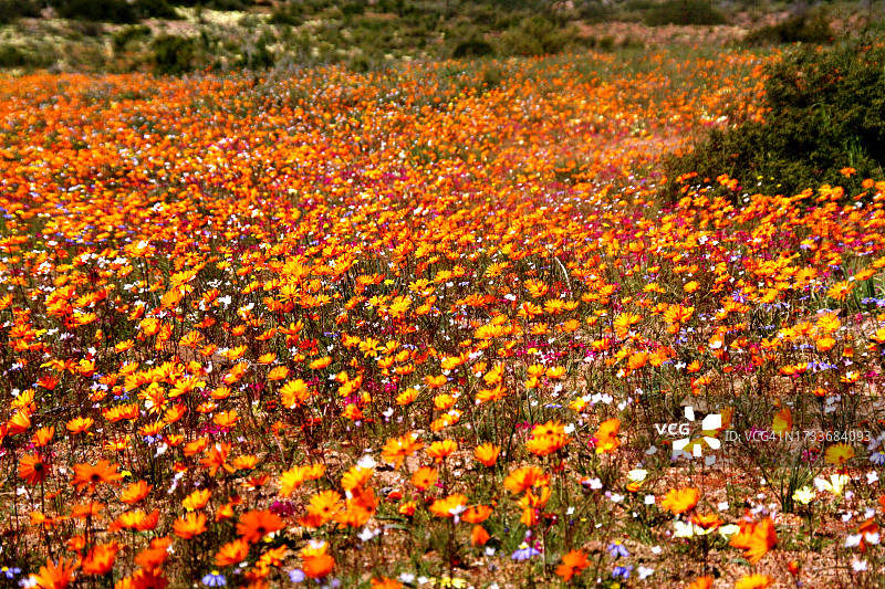 田野上的橙色开花植物特写图片素材