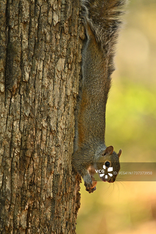 东部灰松鼠用后脚挂在树上准备吃橡子图片素材