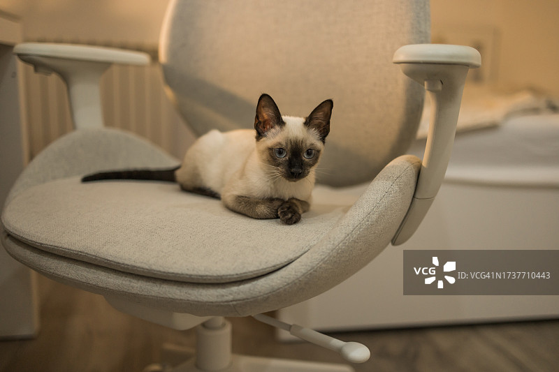 暹罗小猫坐在卧室的扶手椅上。温暖的夜晚灯光图片素材