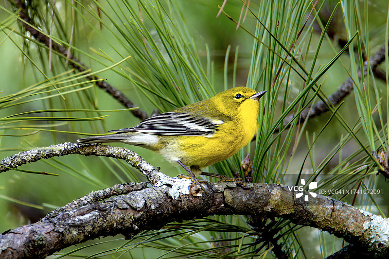 乔治亚州玛丽埃塔，栖息在树枝上的黄鹡鸰雀鸟特写图片素材