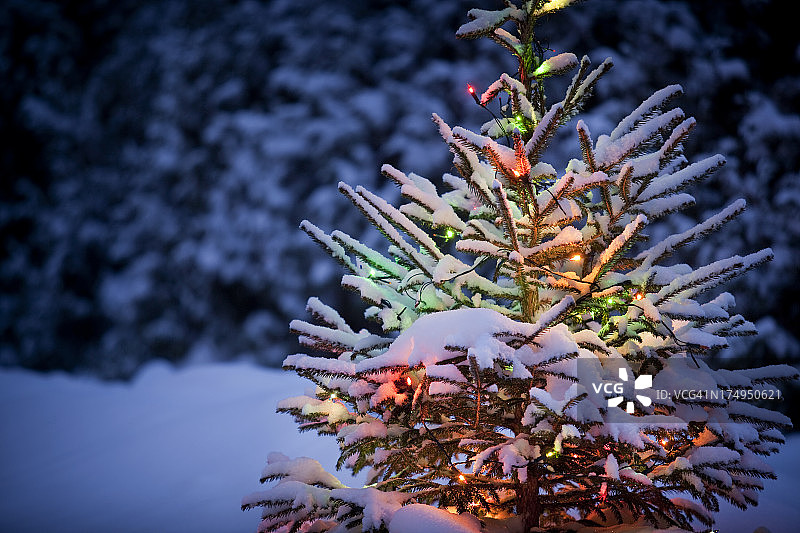圣诞树与新鲜和蓬松的雪图片素材