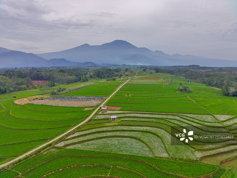 美丽的晨景印度尼西亚全景景观稻田与美丽的色彩和天空自然光图片素材
