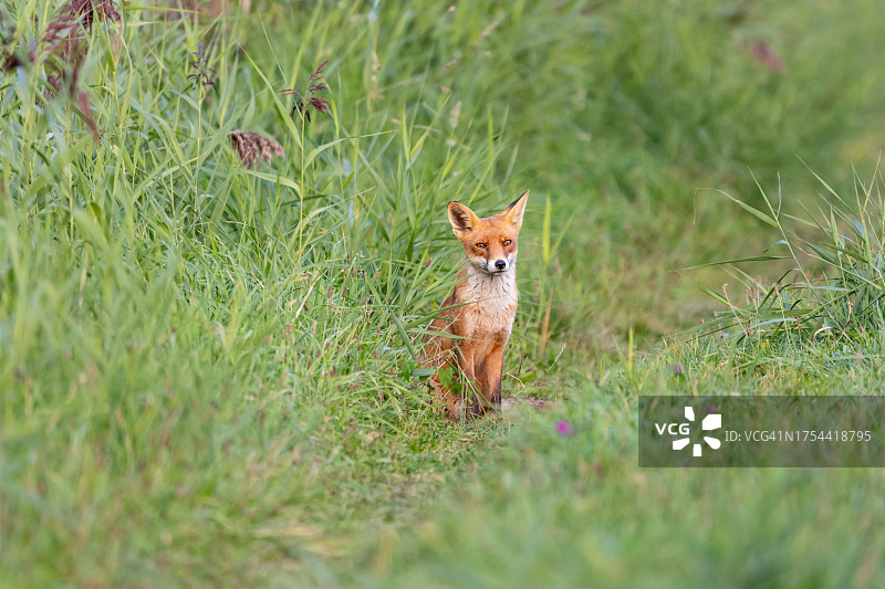 草地上的赤狐肖像图片素材