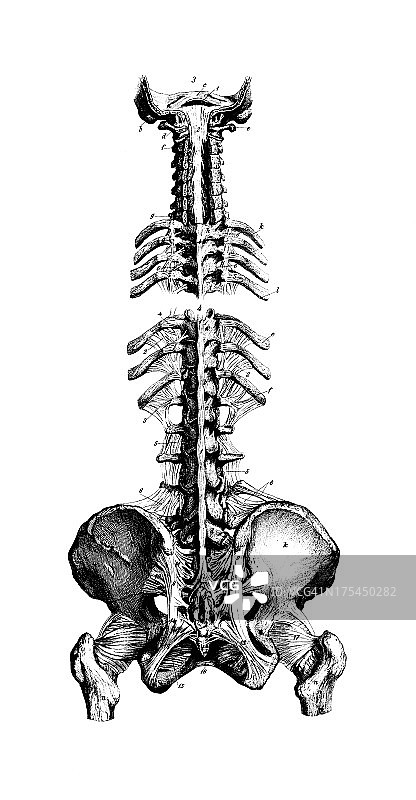 人类脊柱和骨盆|古代医学科学插图图图片素材