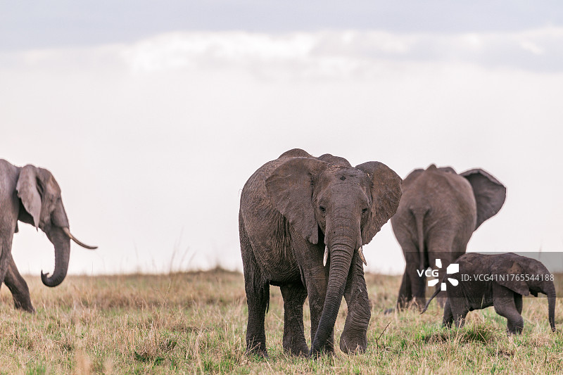 大象妈妈和孩子在野外行走的特写图片素材