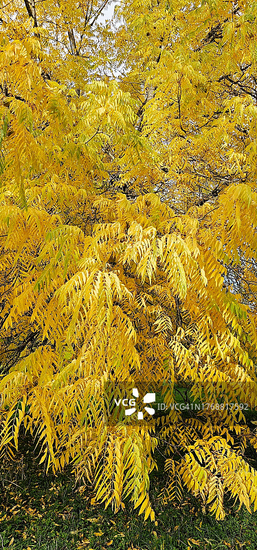 黑胡桃树(Juglans nigra)秋天叶子变黄图片素材