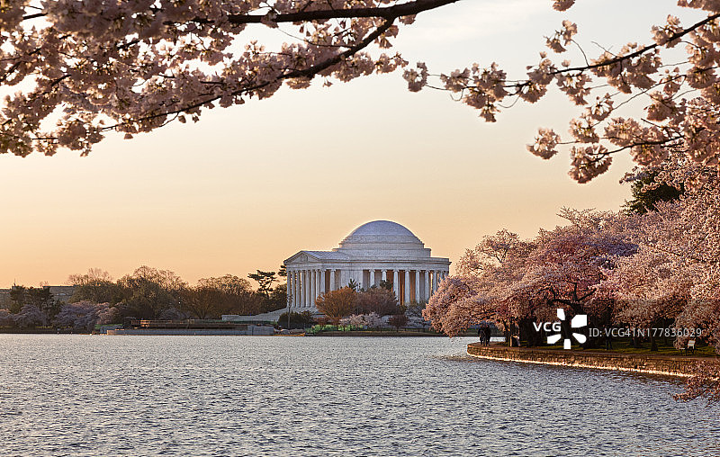 樱花和杰斐逊纪念堂图片素材