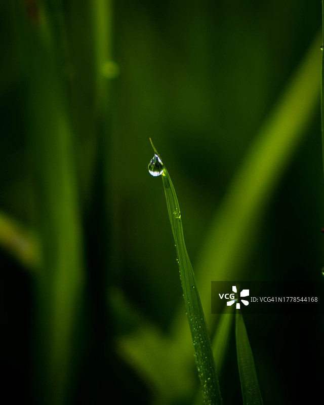草地上雨滴的特写图片素材