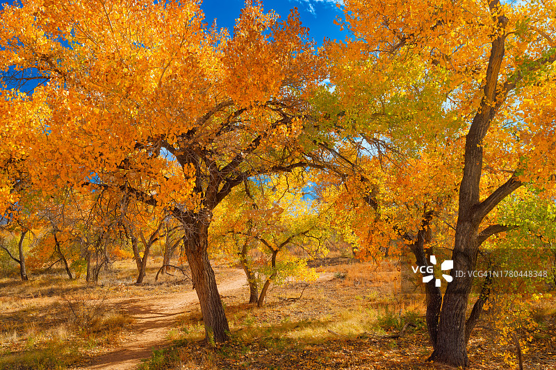 秋天森林里的树木，里约热内卢Rancho，新墨西哥州，美国图片素材