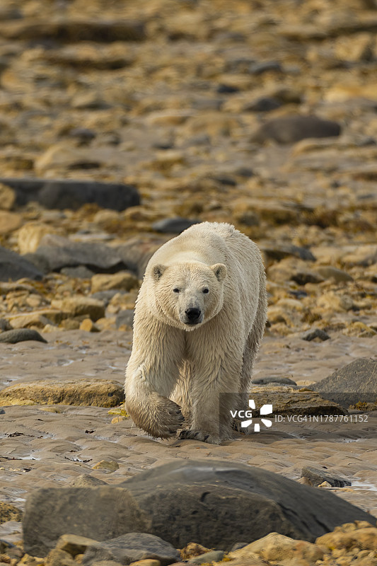 北极熊成年行走图片素材