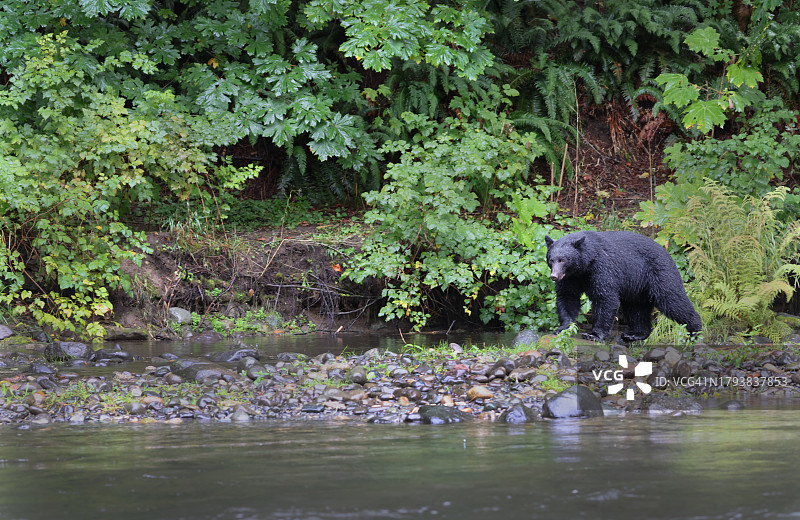 温哥华岛河边的黑熊图片素材