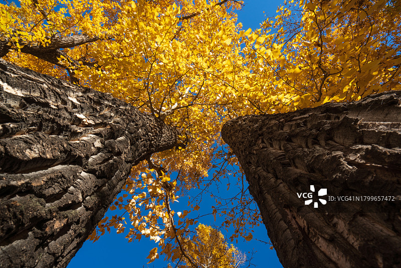 树在秋天的时候图片素材