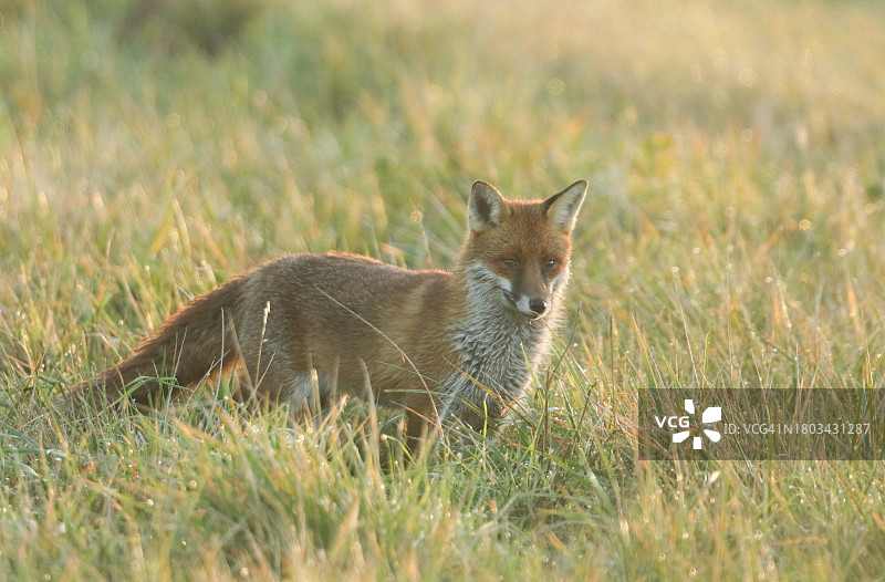 一只野生红狐，Vulpes Vulpes，在日出时在草地上寻找食物。图片素材