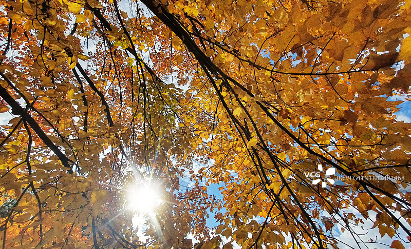透过秋叶的阳光图片素材
