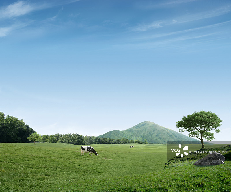 济州Oreum和奶牛牧场图片素材