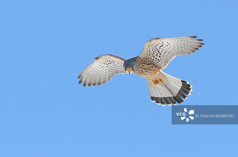 低角度的猛禽在晴朗的蓝天下飞行，日本图片素材