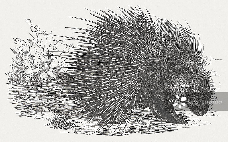 《豪猪》(Hystrix cristata)木版，1875年出版图片素材