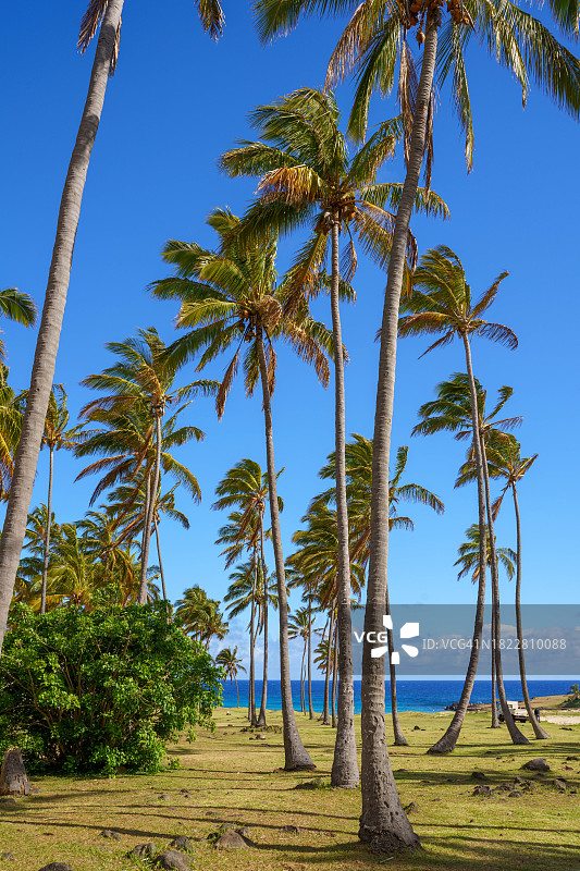 阿纳基纳海滩的棕榈树图片素材
