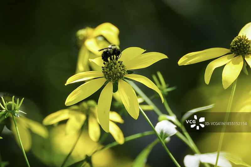 昆虫在黄花上的特写，厄尔巴岛镇，明尼苏达州，美国图片素材