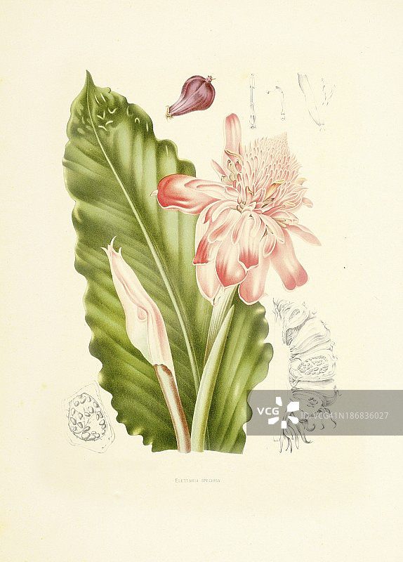 火炬姜|古董植物插图图片素材