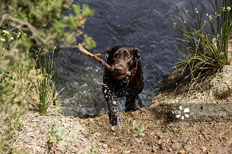 拉布拉多猎犬在野外奔跑的高角度照片图片素材