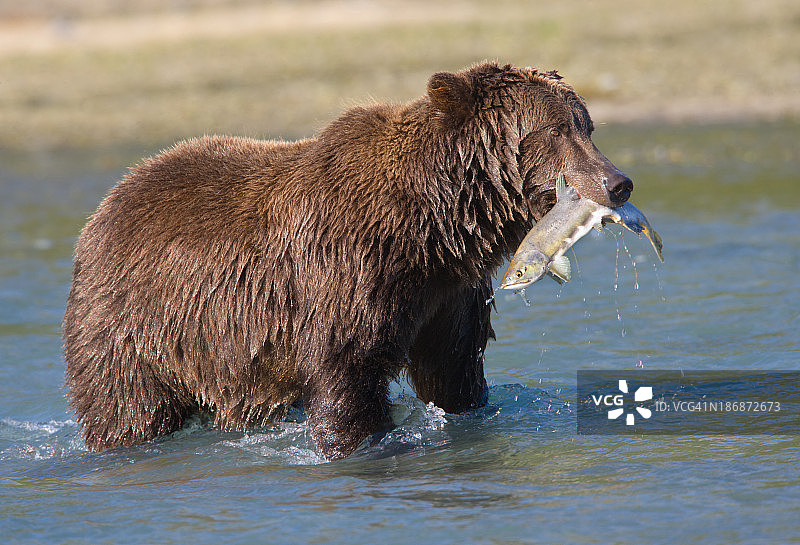 熊捕捉鲑鱼图片素材