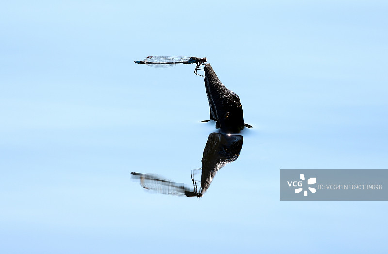 低角度的鸟在晴朗的蓝天下飞翔图片素材