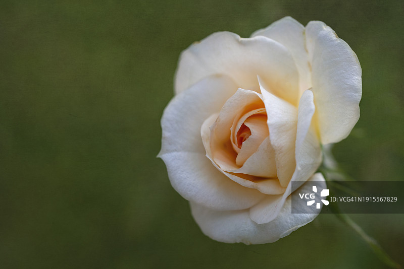 淡黄色和奶油色的玫瑰在花园里图片素材